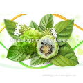 Noni Fruit Extract/Noni fruit powder 4:1 10:1 20:1